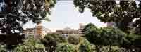 There's No Place Called Home (Johannesburg) Nigerian birds in South African trees