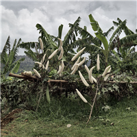 Luffa plant. Buwama, Mpigi district, Central Region, Uganda, 2012