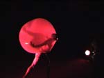 Cirkus Cirkor