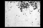 William Kentridge
