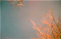 Birdhaven trees, 30 July 2011, 2012 