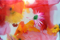 Flower Aquarium 5