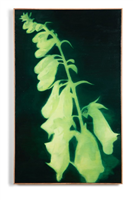 Foxglove