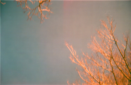 Birdhaven trees, 30 July 2011, 2012 